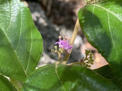 Callicarpa candicans