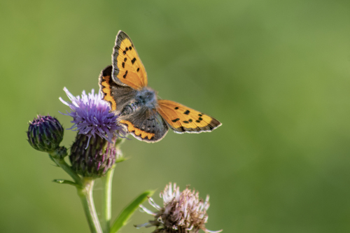 Small Copper