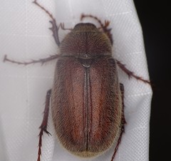 Phyllophaga crenulata
