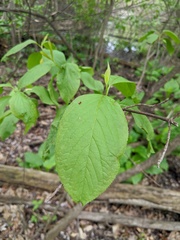 Viburnum lentago