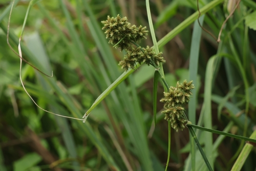 Fuirena umbellata observed 2026-10-06