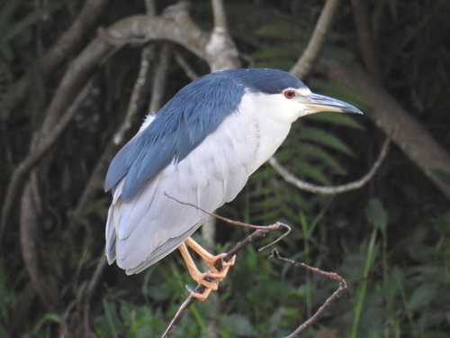 Black-crowned Night Heron
