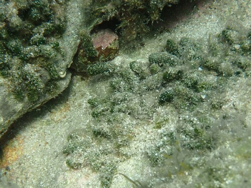 Dasycladus vermicularis observed 2026-10-05