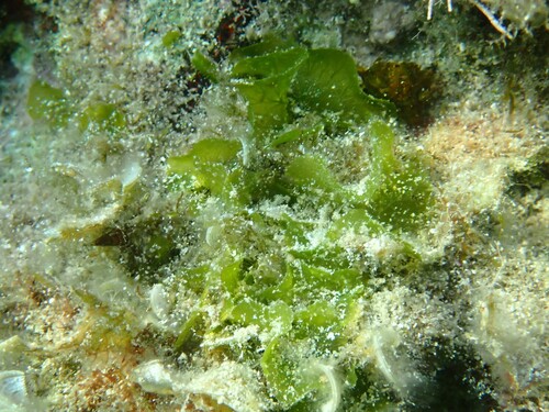 Anadyomene stellata observed 2026-10-05