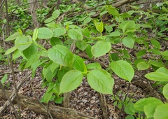 Viburnum lentago