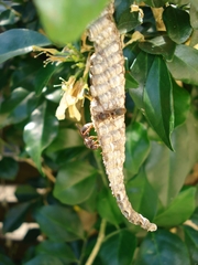 Ropalidia revolutionalis