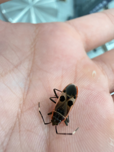 Physopelta parviceps