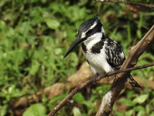Pied Kingfisher