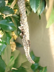 Ropalidia revolutionalis