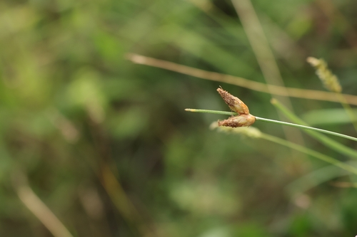 Fimbristylis tristachya observed 2026-10-06