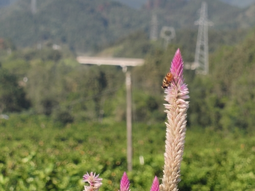 Phytomia errans