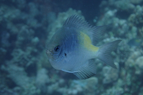 Amblyglyphidodon flavilatus observed 2026-09-19