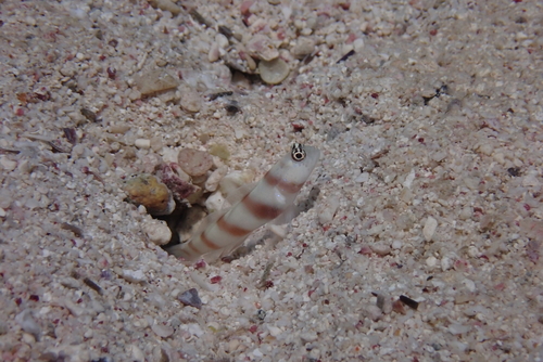 Amblyeleotris steinitzi observed 2026-09-22