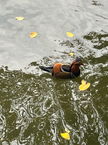 Mandarin Duck