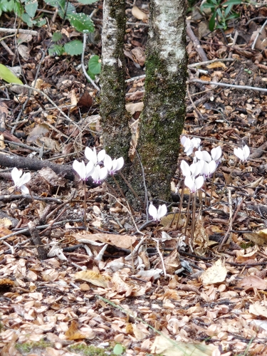 Ivy-leaved cyclamen
