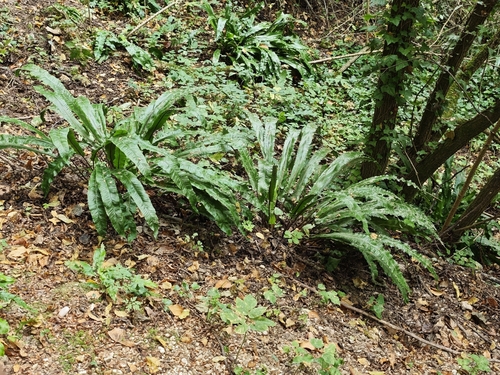 European Hart's-tongue Fern