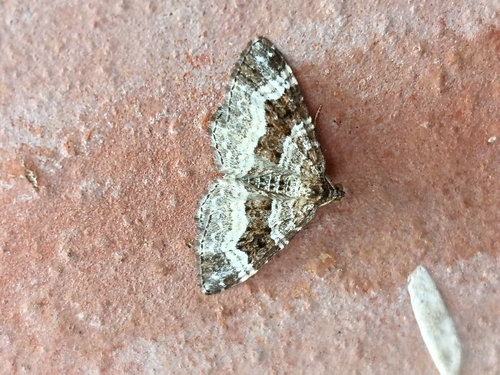 Common Carpet Moth