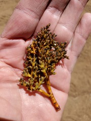 Arceuthobium vaginatum cryptopodum