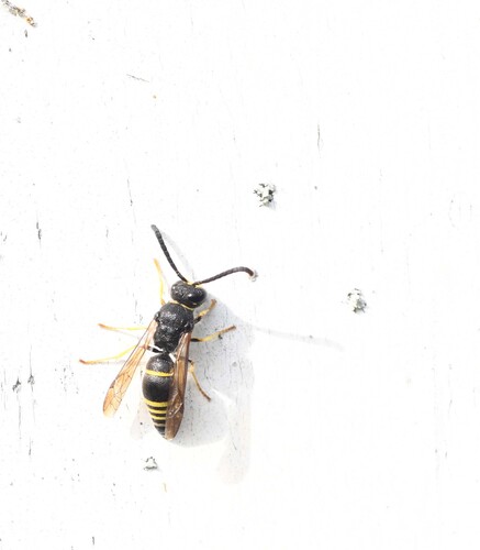 Ancistrocerus nigricornis observed 2026-09-20