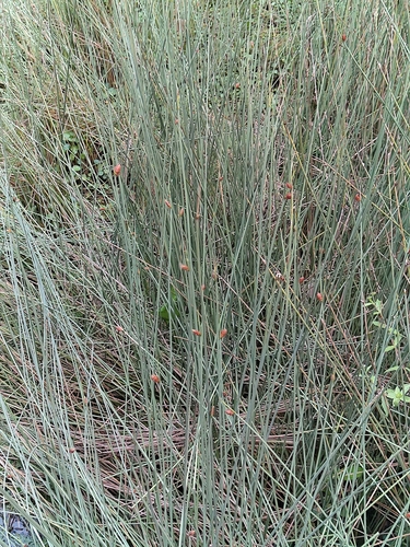 Lepironia articulata observed 2026-10-06