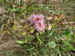 Mimosa nuttallii