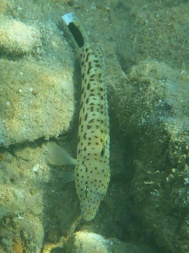 Parapercis hexophtalma observed 2026-10-06