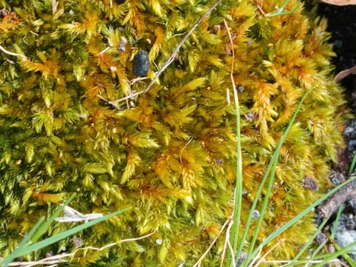 Rhaphidostegium, 2026-10-06