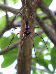 Trichonephila inaurata