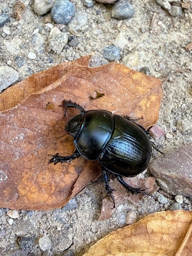 Woodland Dor Beetle