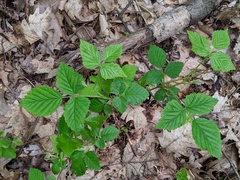 Rubus pubescens