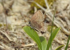 Callophrys