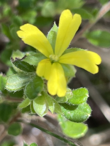 Hibbertia aspera observed 2026-10-03