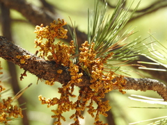 Arceuthobium vaginatum cryptopodum