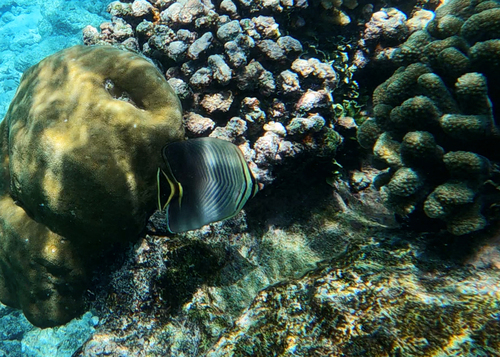 Chaetodon triangulum observed 2026-09-23