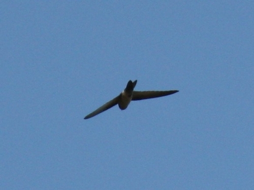 Aerodramus spodiopygius observed 2026-09-28