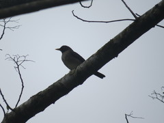 Turdus assimilis