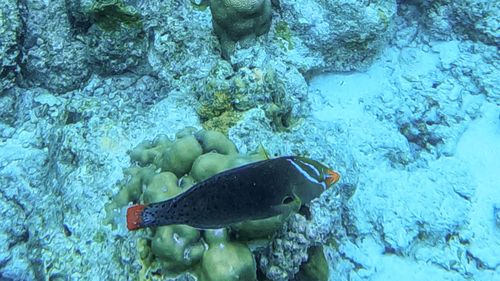 Coris formosa observed 2026-09-23