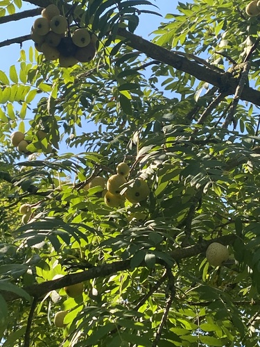 Service-tree