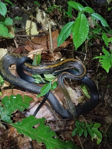 Coelognathus flavolineatus observed 2026-10-04