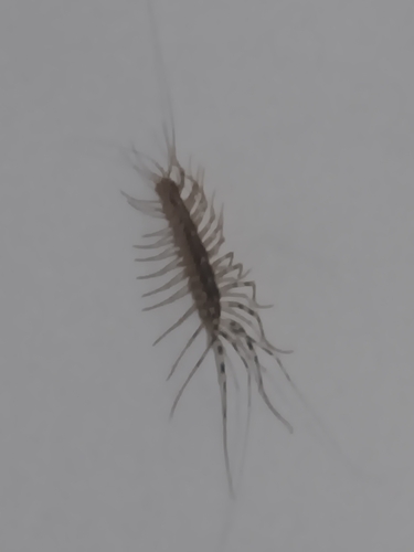 House Centipede