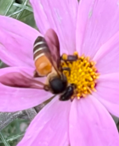 Giant Honey Bee