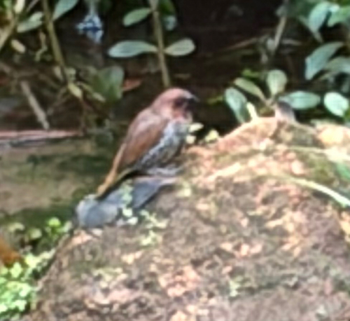 Scaly-breasted Munia