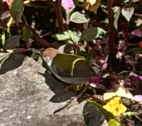 Common Tailorbird