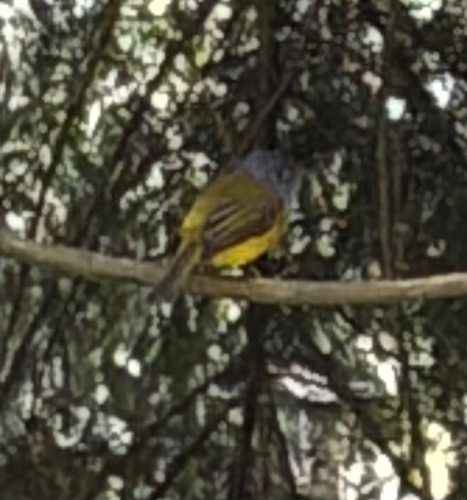 Grey-headed Canary-Flycatcher