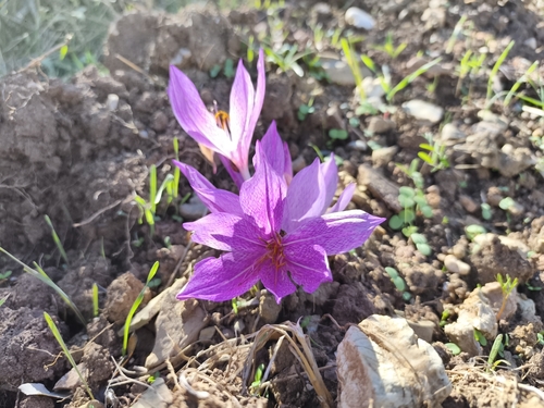 Colchicum bivonae (Colchicum bivonae)