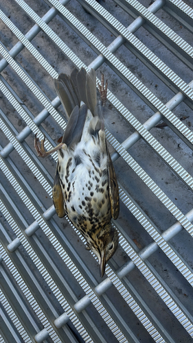 Song Thrush