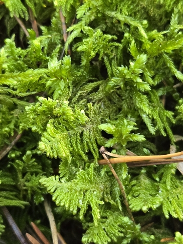 Ostrich-plume Moss