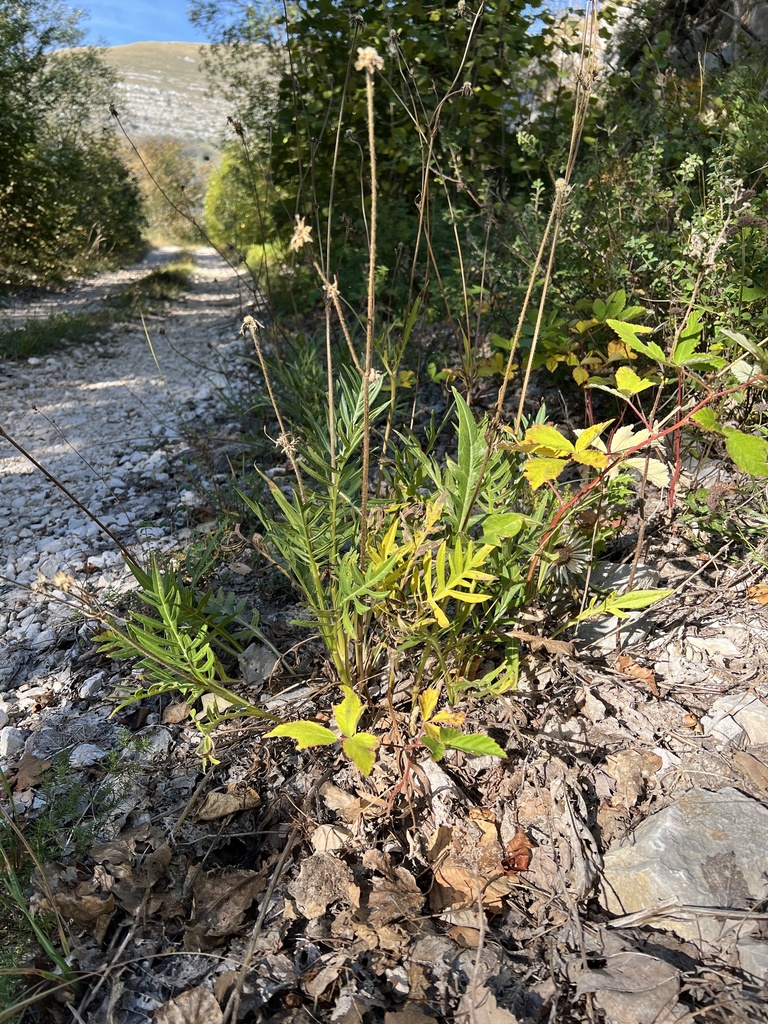Knautia clementii (Knautia clementii)