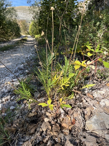 Knautia clementii (Knautia clementii)