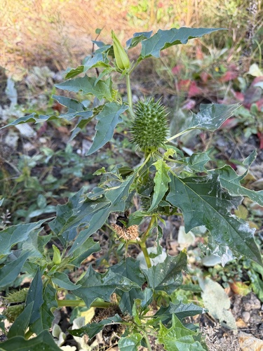jimsonweed